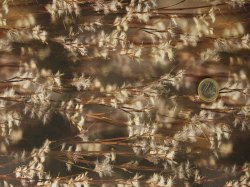 Call of the Wild Teak Foxtail