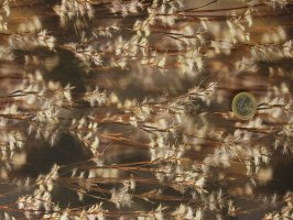 Call of the Wild Teak Foxtail